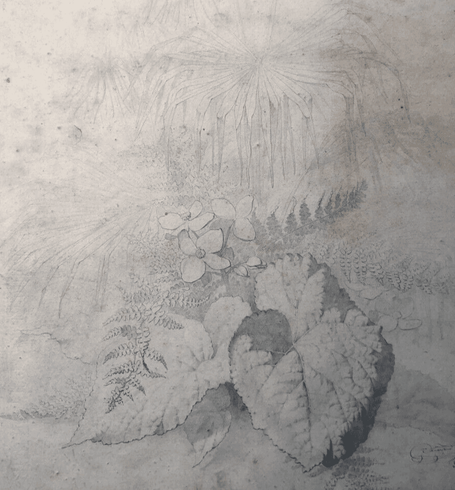 Original Antique Pencil 19th century Drawing Plants and Leaves Artwork image 2