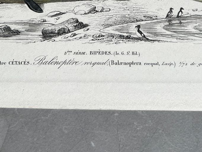 Antique Blue Whale Natural History Print by Edouard TRAVIES (1809-1869) image 9