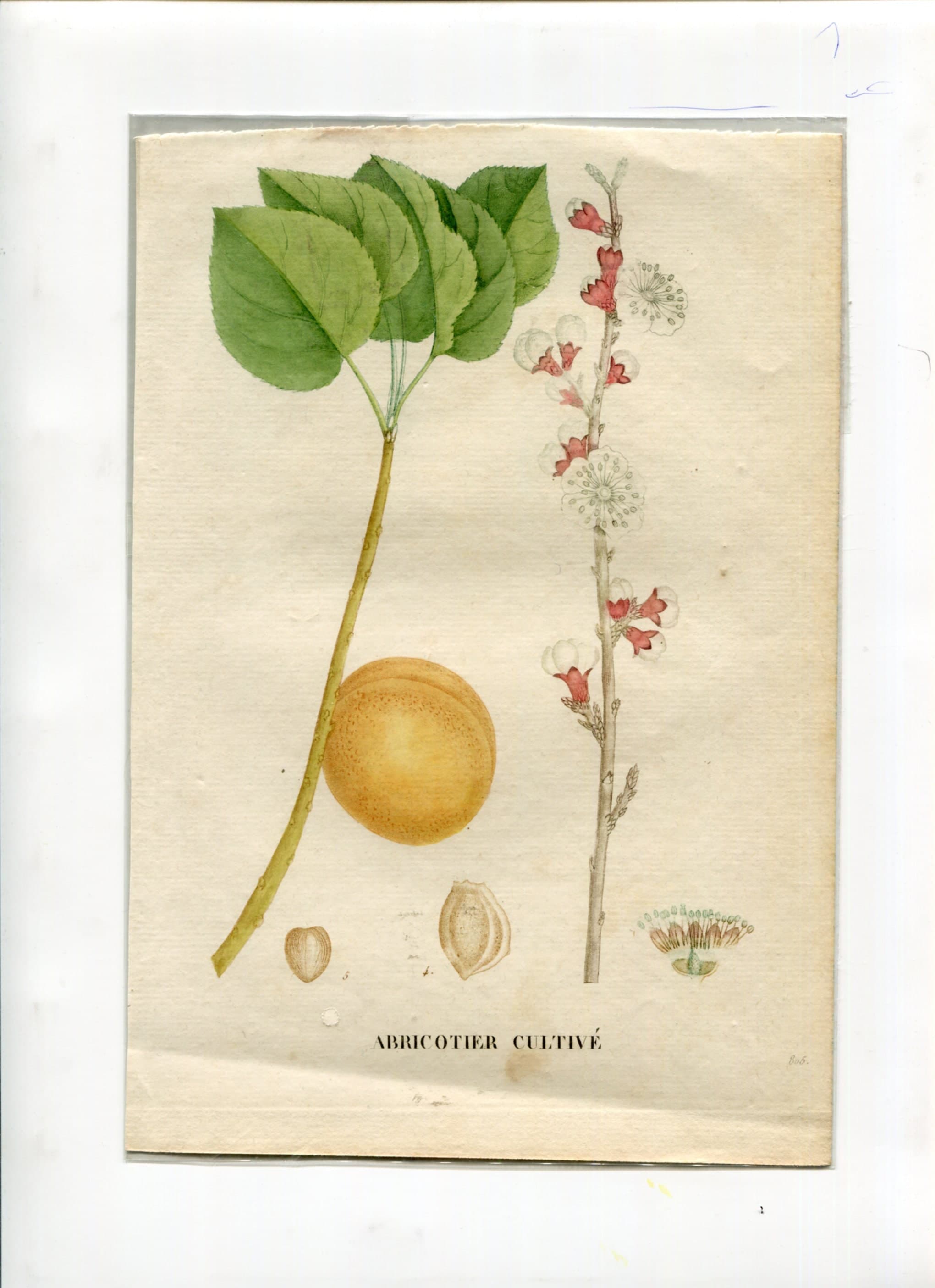 Antique Botanical Print - Apricot Tree Illustration, Floral Wall Art, Vintage image 2