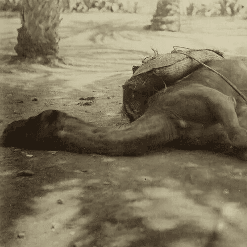 Vintage Photography Camel Sleeping, Algeria Albumen c.1870 image 1
