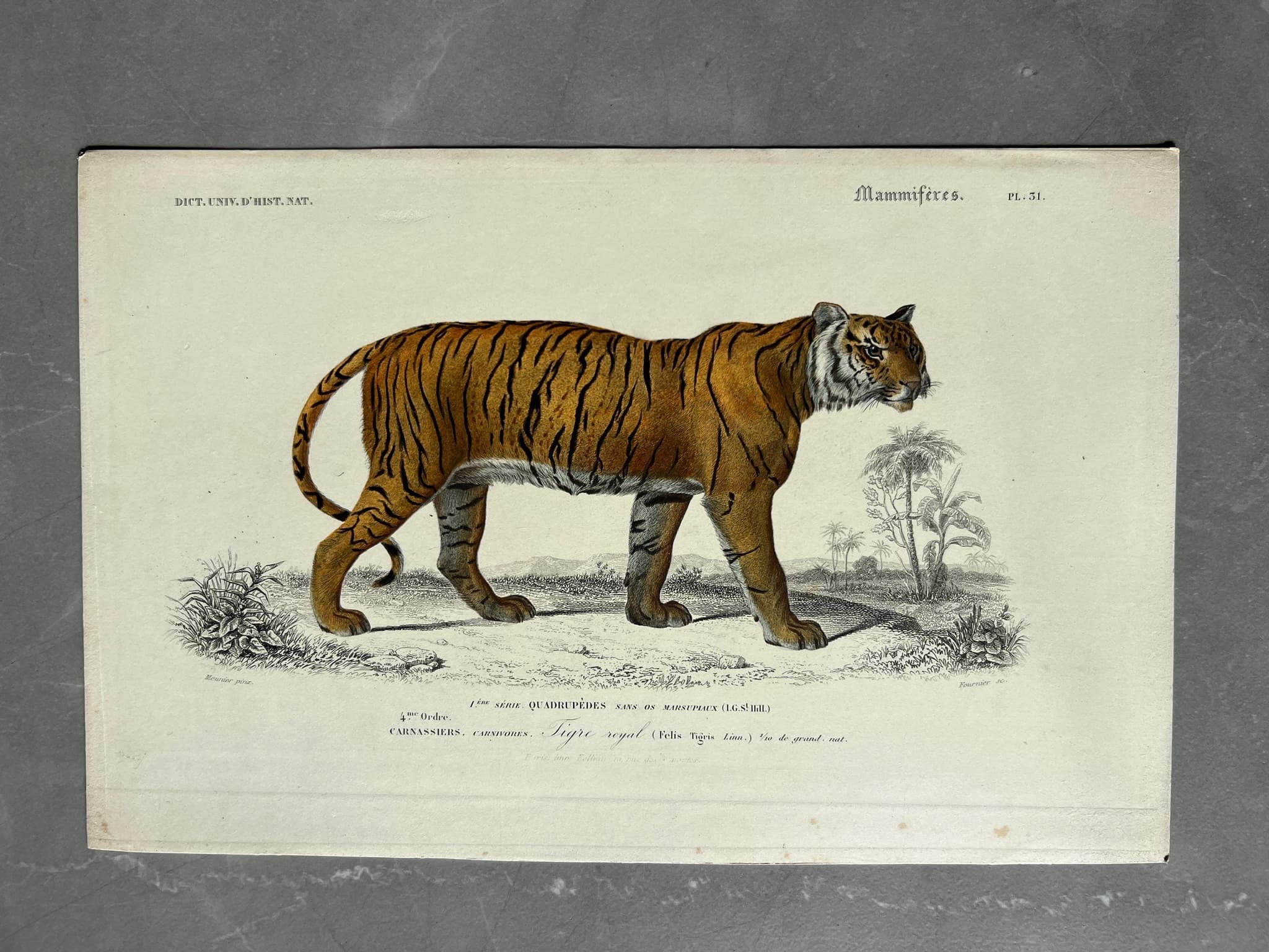 Antique Zoological Print - Tiger Illustration by Edouard TRAVIES (1809-1869) image 1