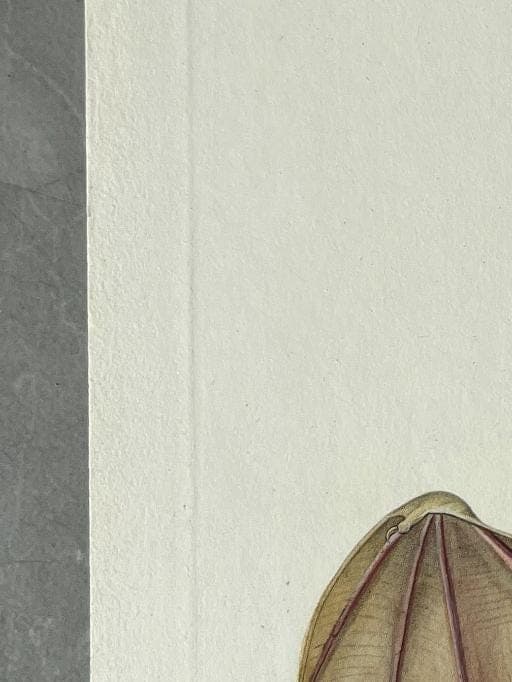 Antique Illustration of Bats (Chiroptera) by Edouard TRAVIES (1809-1869) image 5