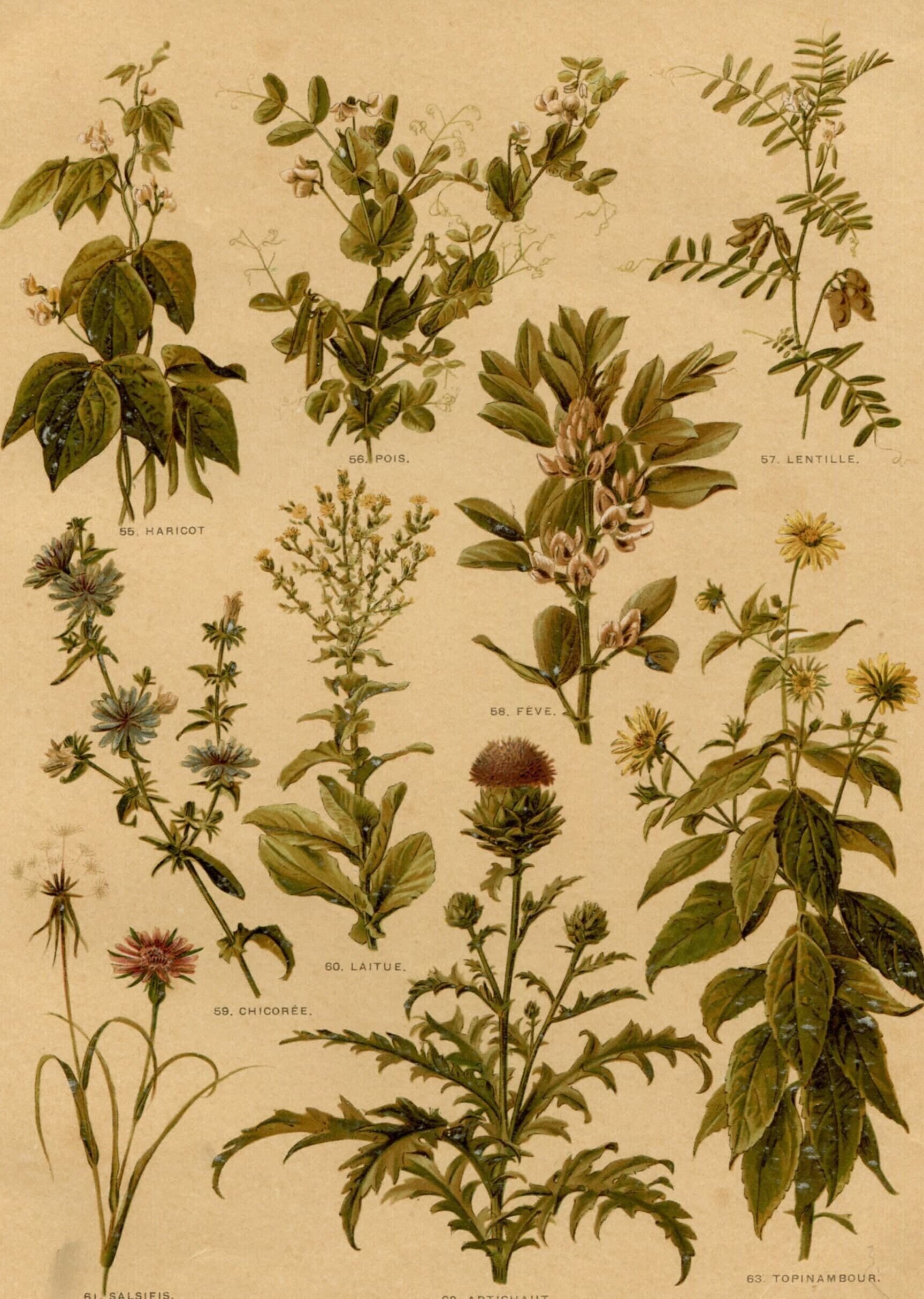 Antique Botanical Print - Plate VII from "Nos Fleurs" by Leclerc du Sablon image 1