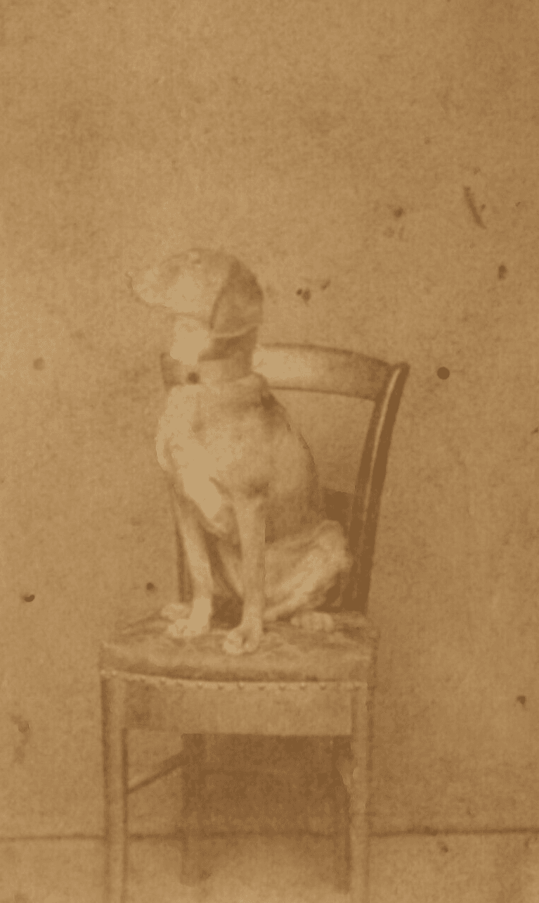 Antique CDV Photographs Dog Portrait on a Chair Figuet
