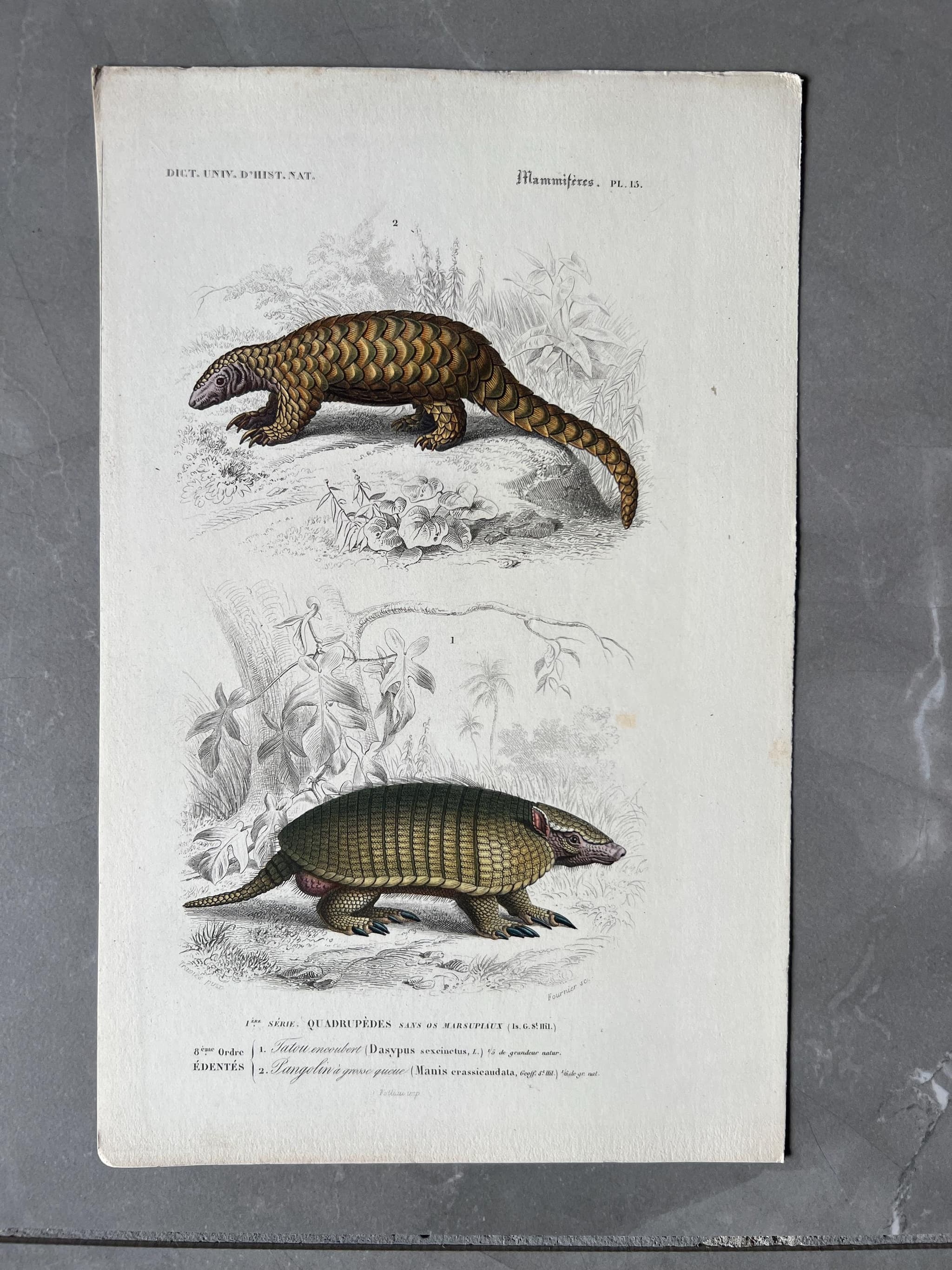 Antique Armadillo and Pangolin Engraving – 19th Century by Edouard TRAVIES image 1