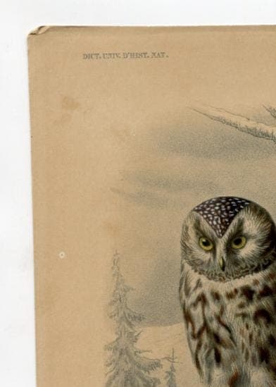 Antique Owl Illustration - Boreal Owl Art Print - Vintage Wildlife Artwork image 7