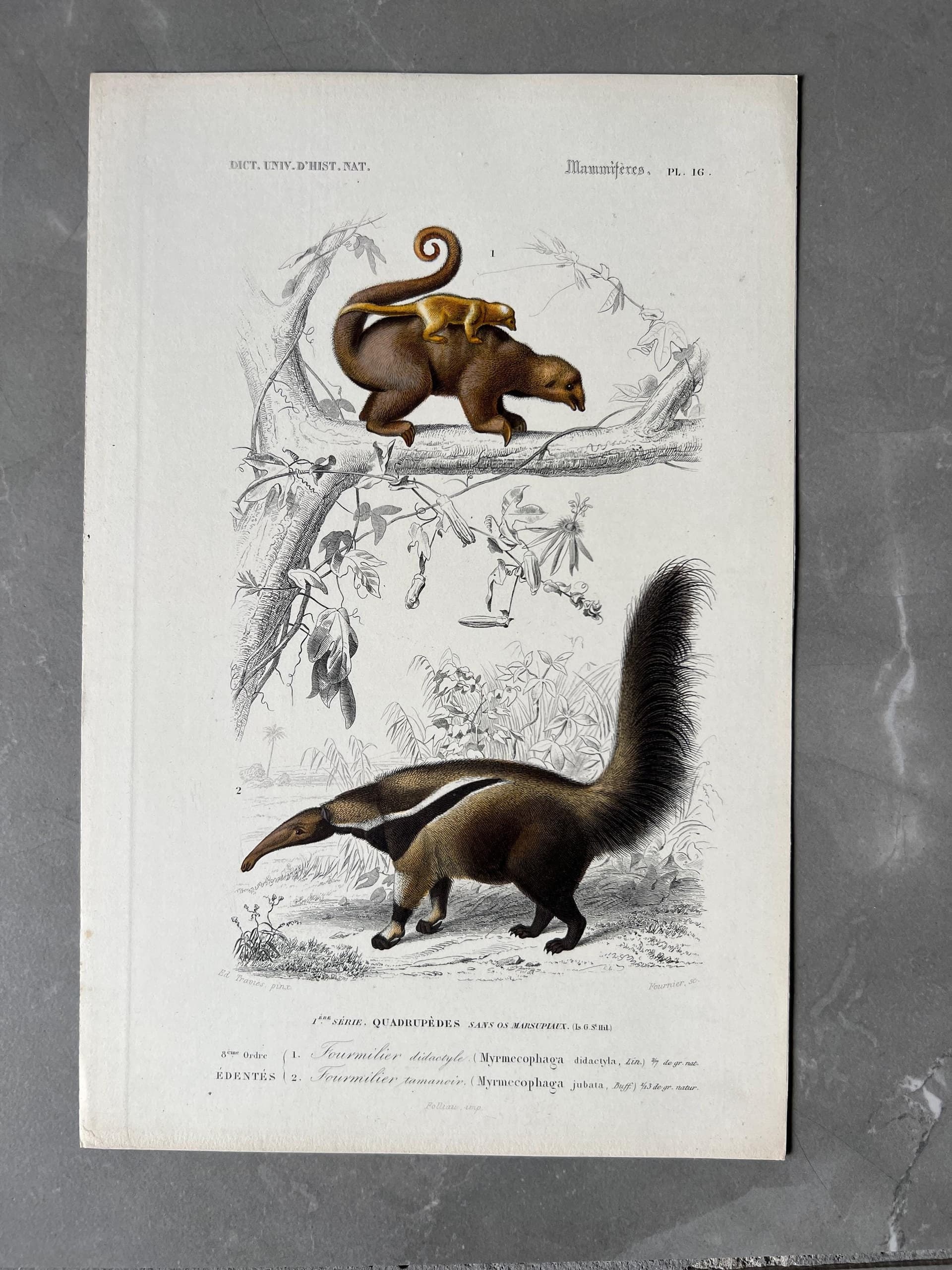 Anteater Engraving – 19th Century Print by Edouard TRAVIES (1809-1869)