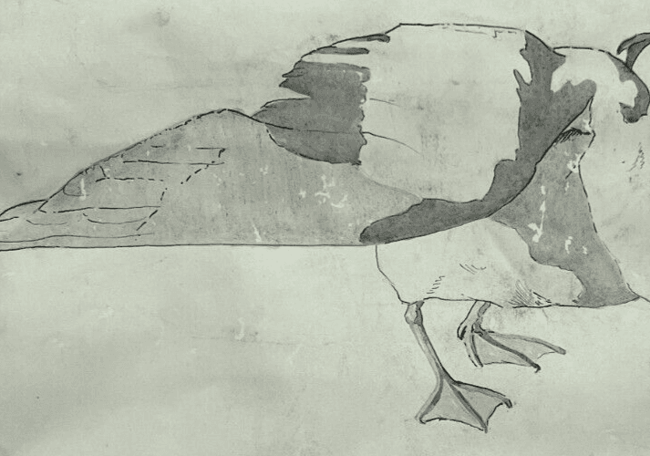 Antique Original Drawing Bird, Duck, Animal, Still Life image 6