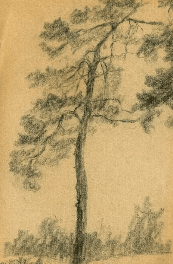 Vintage Pencil Original Drawing Tree, Vegetation, Landscape, Leaves Artwork image 1