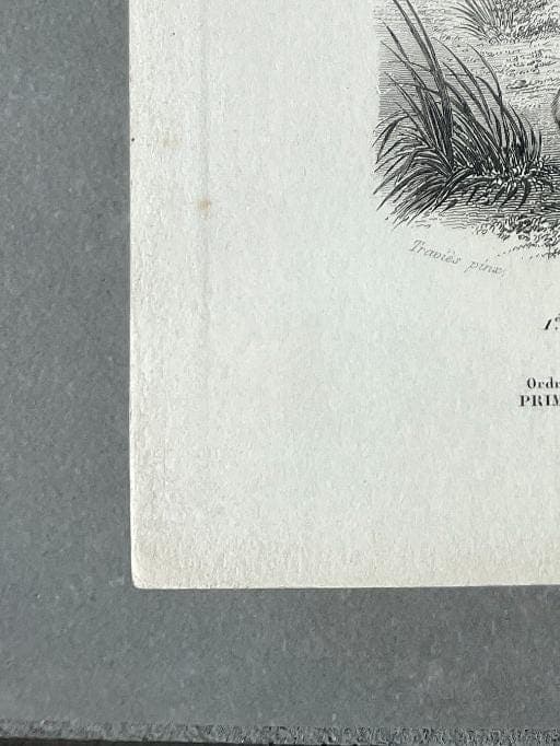 Antique Zoological Illustration of Lemurs (Lemuridae) by Edouard TRAVIES image 8