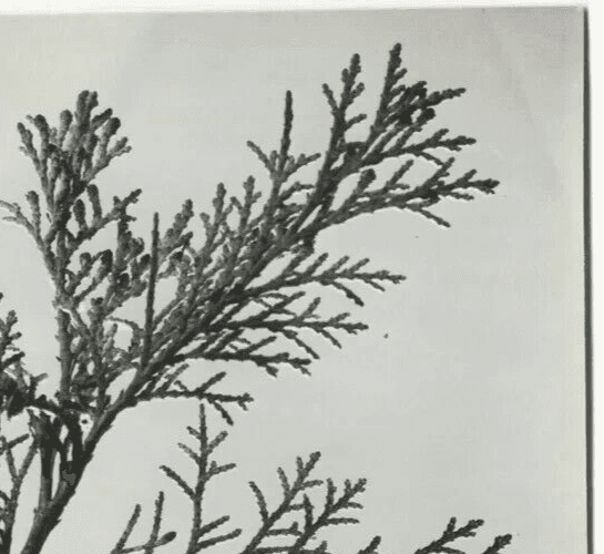 Vintage Photographs Pierre AURADON - Cedrus Leaf Study, Flowers c. 1940 image 3