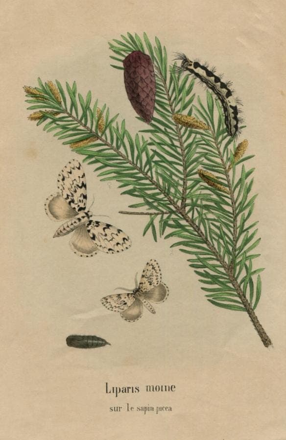 Antique Natural History Print - "Liparis Moine sur le Sapin Picea" (19th image 5