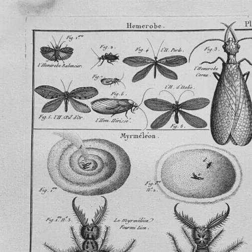 Antique Etching Hemerobes by Benard DIREXIT, Circa 1797 image 2