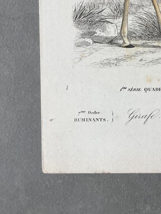Antique Illustration Giraffe Engraving – 19th Century Natural History by Edouard image 8