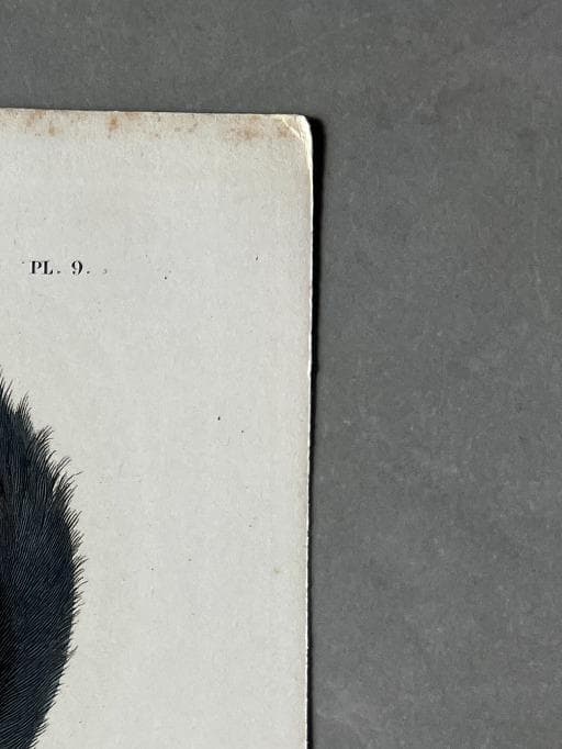 Antique Rodent Illustration - Squirrel & Hamster by Edouard TRAVIES (1809-1869) image 4