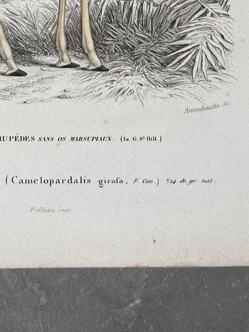 Antique Illustration Giraffe Engraving – 19th Century Natural History by Edouard image 9