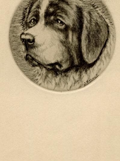 Antique Dog Portrait Illustration - St. Bernard Head Study - 19th Century Animal image 4