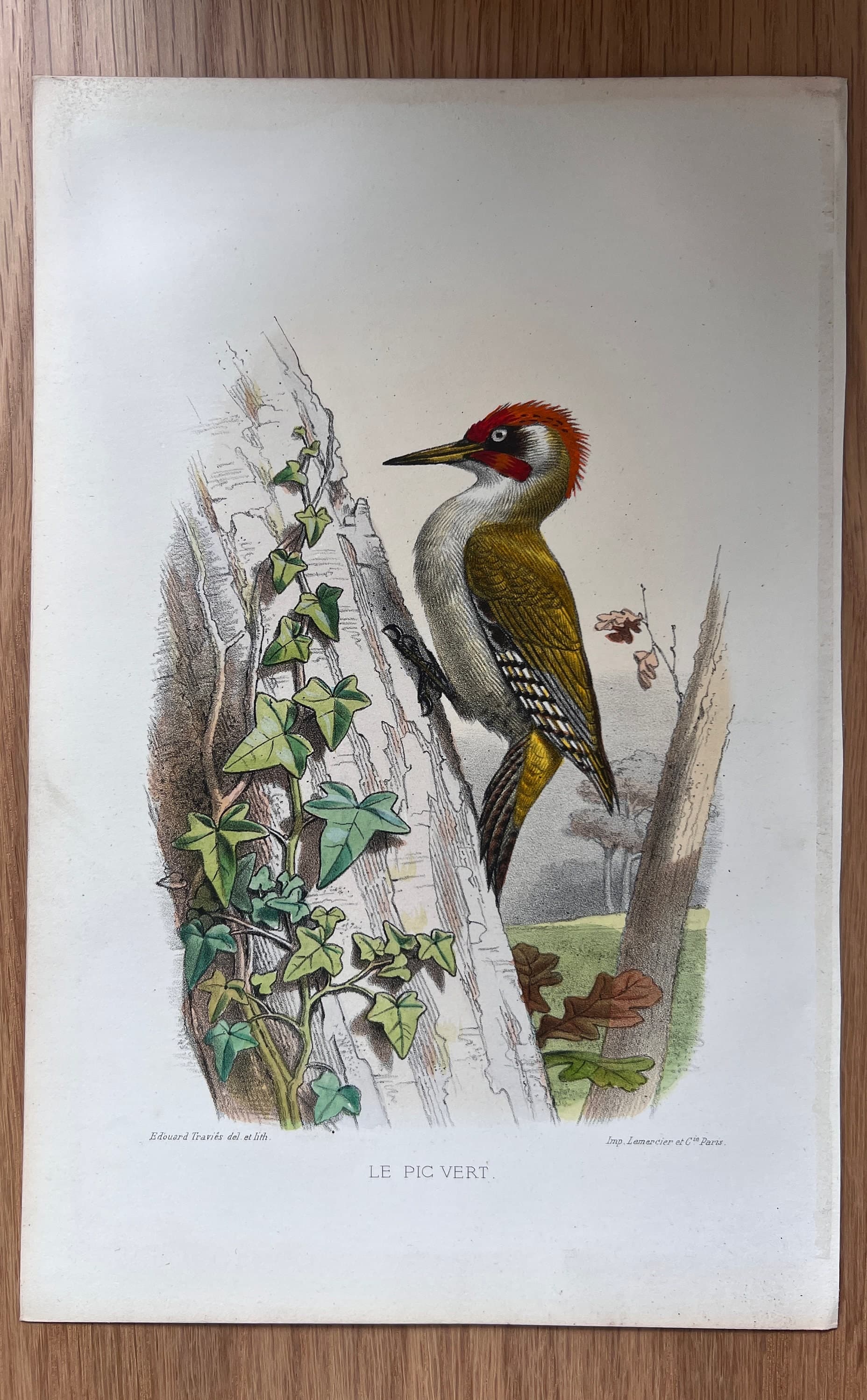 Vintage Ornithological Illustration by Edouard TRAVIES (1809-1869) Pic Vert image 2