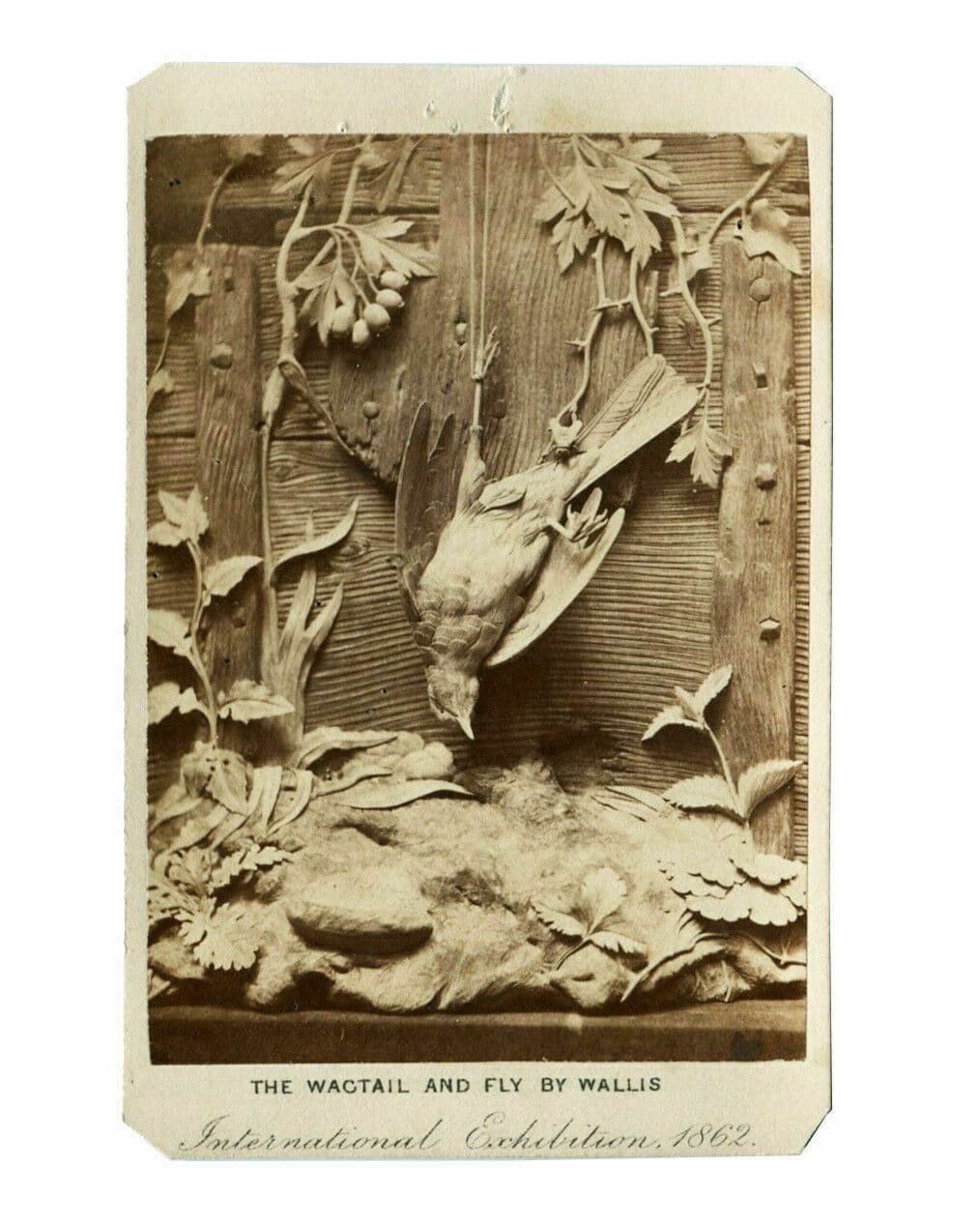 CDV Photograph - LONDON STEREOSCOPIC - International Exhibition, Still life 1862
