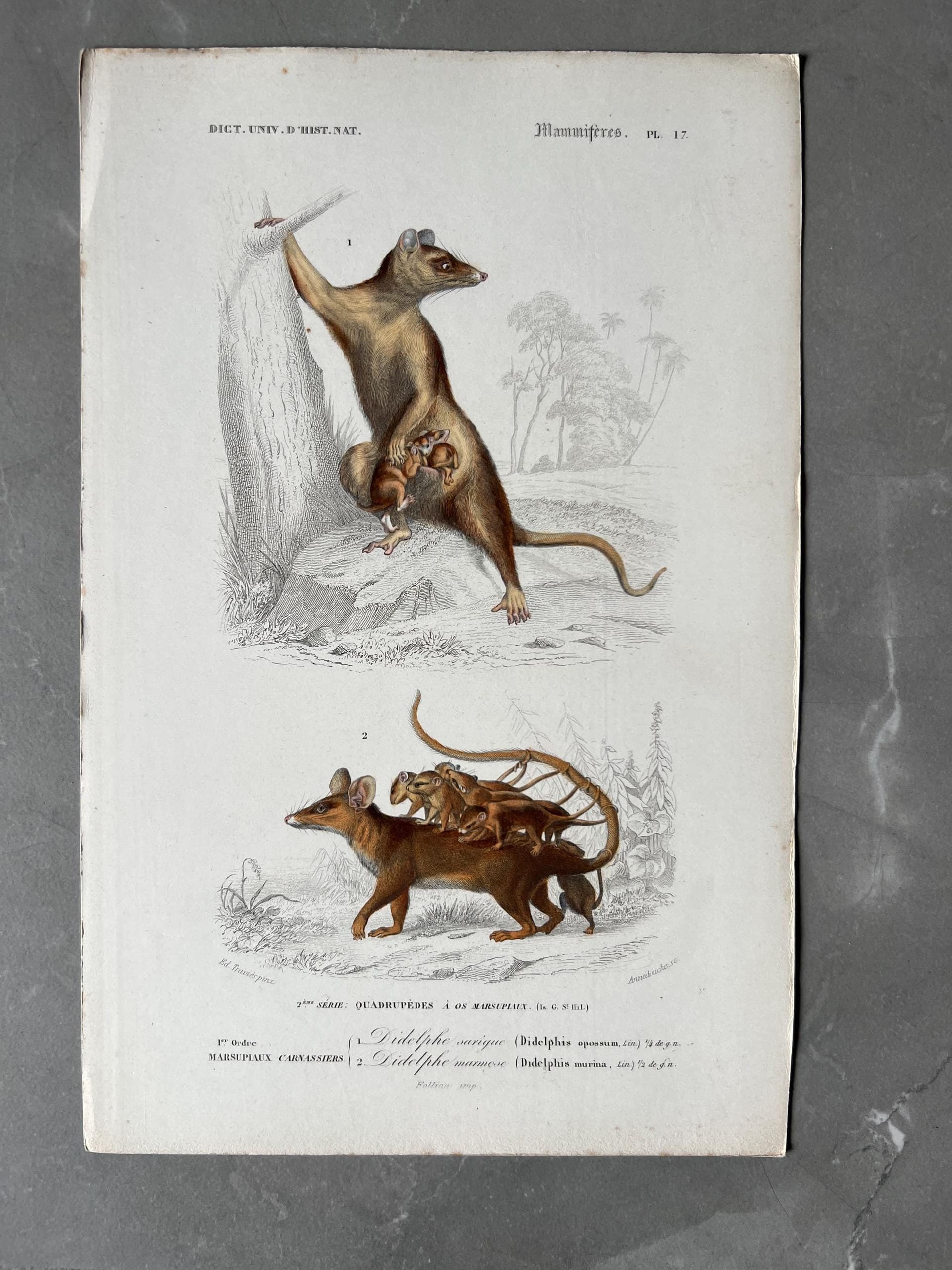 Antique Didelphis Marsupialis & Virginiana Natural History Illustration by