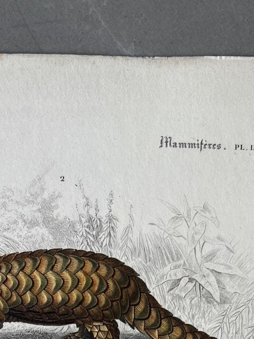 Antique Armadillo and Pangolin Engraving – 19th Century by Edouard TRAVIES image 3