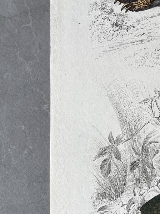 Antique Armadillo and Pangolin Engraving – 19th Century by Edouard TRAVIES image 5
