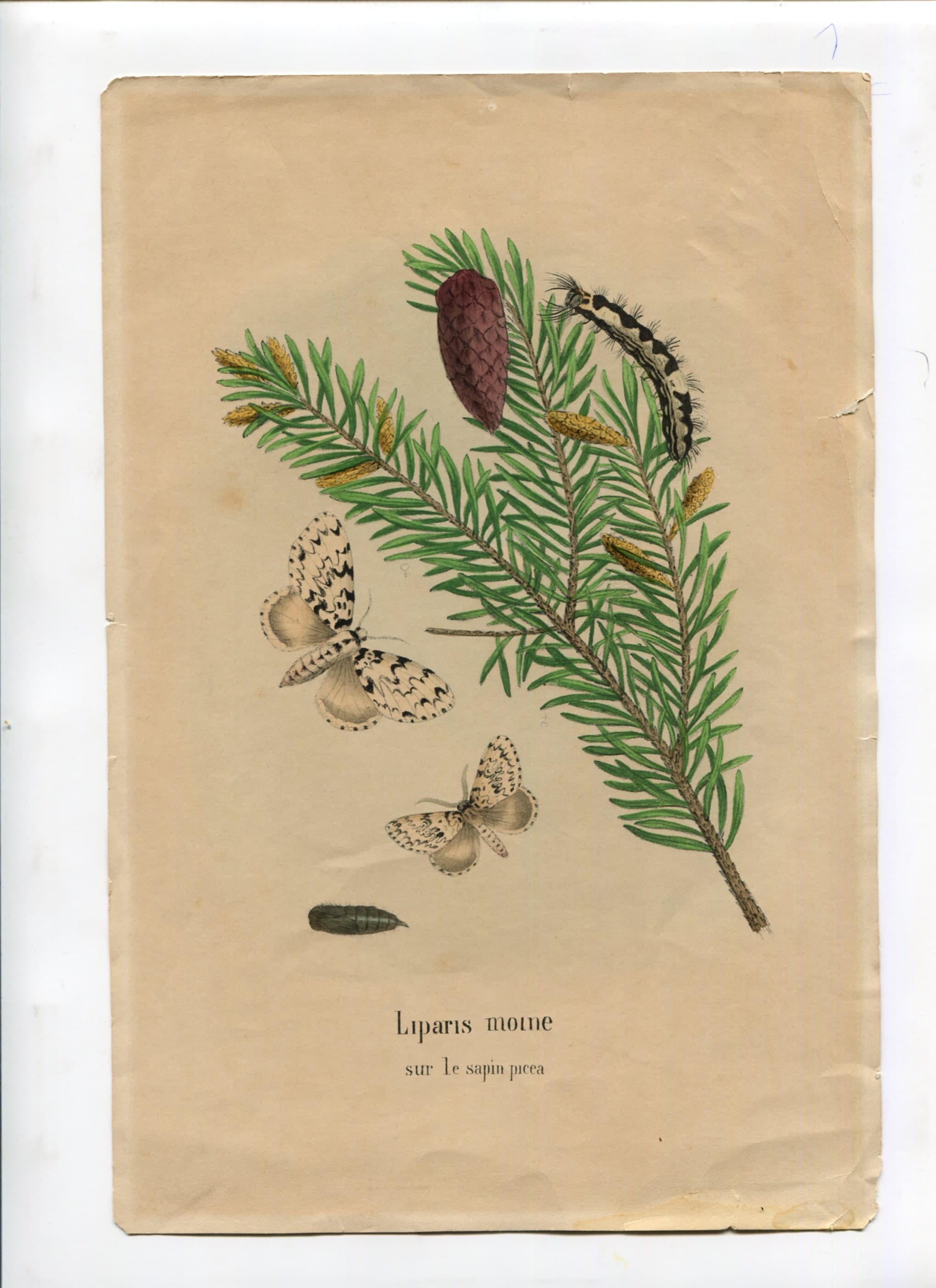 Antique Natural History Print - "Liparis Moine sur le Sapin Picea" (19th image 2