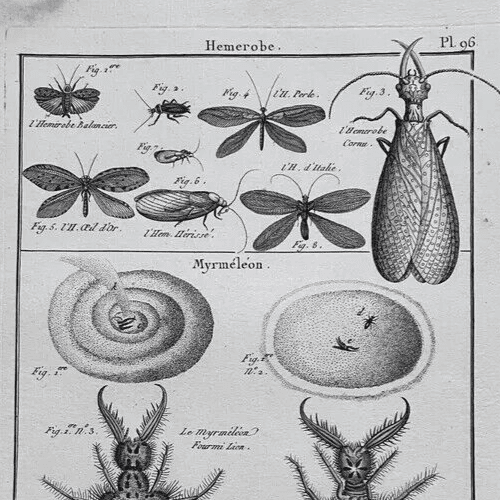 Antique Etching Hemerobes by Benard DIREXIT, Circa 1797 image 3