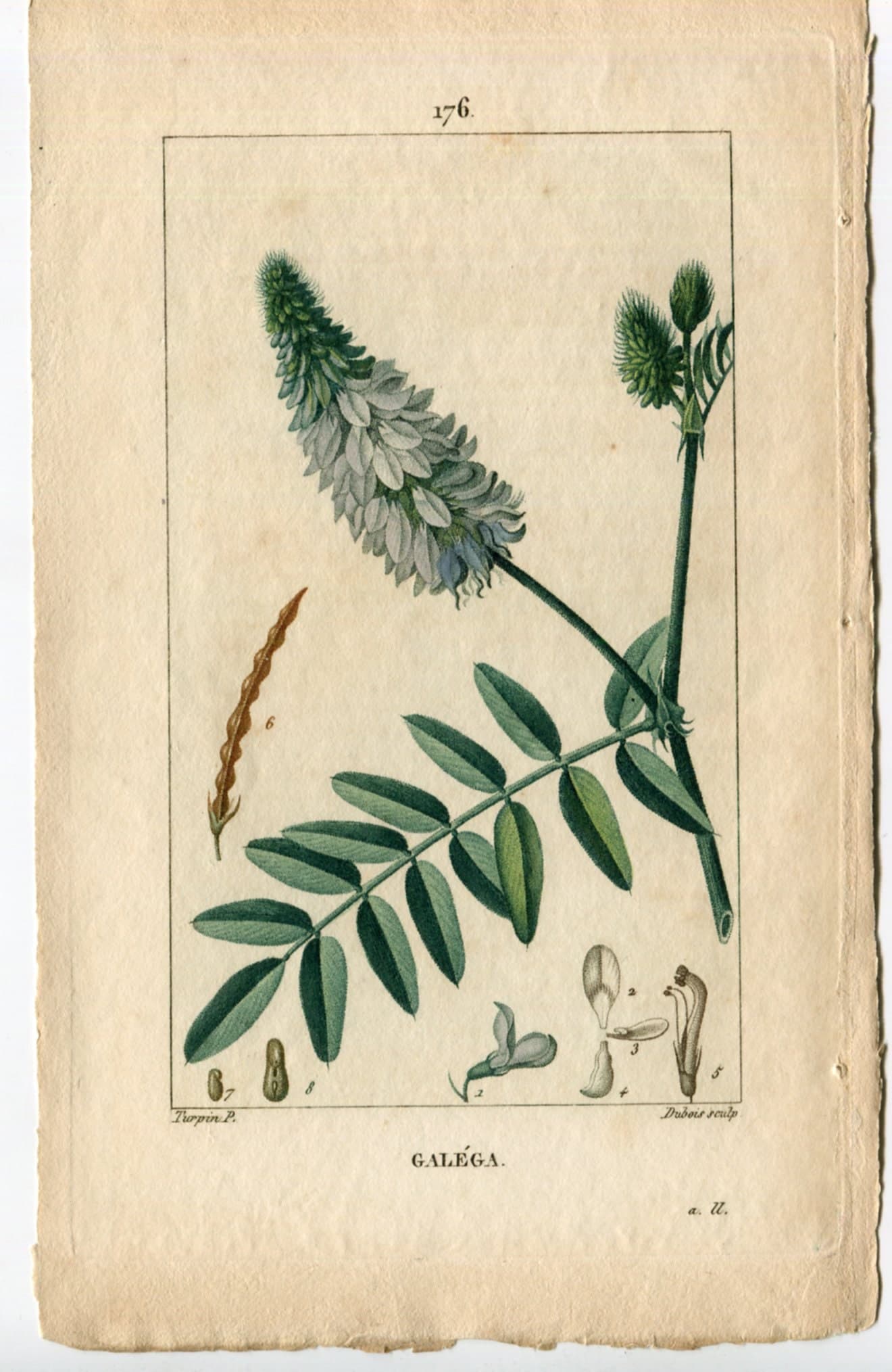 Antique Botanical Print - 19th Century Hand-Colored Wildflower Lithograph - image 2