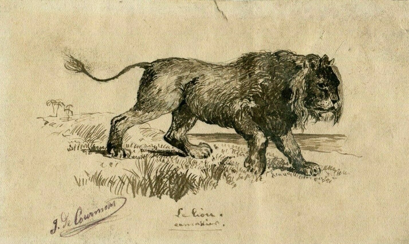 J. DE CAURMONT (XIX-XX) Lion Drawing image 1
