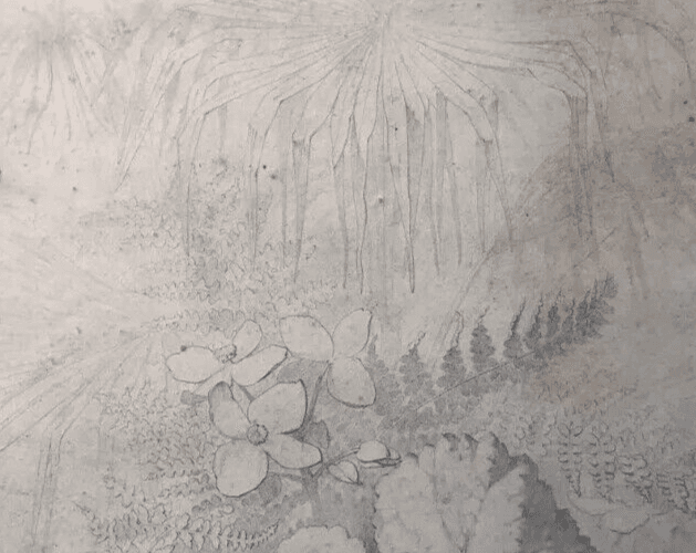 Original Antique Pencil 19th century Drawing Plants and Leaves Artwork image 3