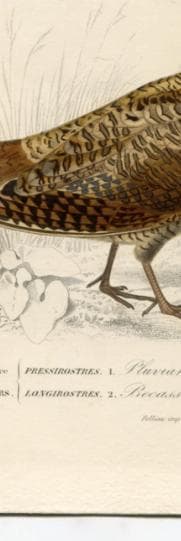 Antique Ornithology Print - Elegant Birds Illustration image 6