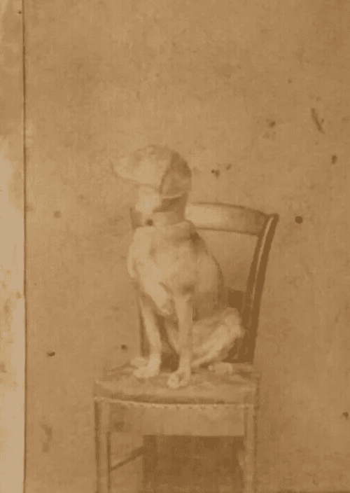 Antique CDV Photographs Dog Portrait on a Chair Figuet image 3