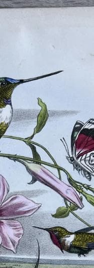 Antique Hummingbird Print - 19th Century Natural History Illustration by Edouard image 5