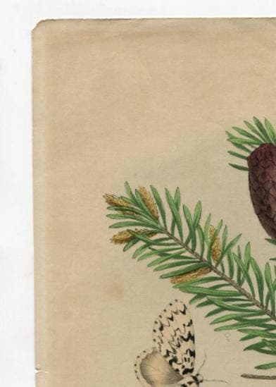 Antique Natural History Print - "Liparis Moine sur le Sapin Picea" (19th image 7