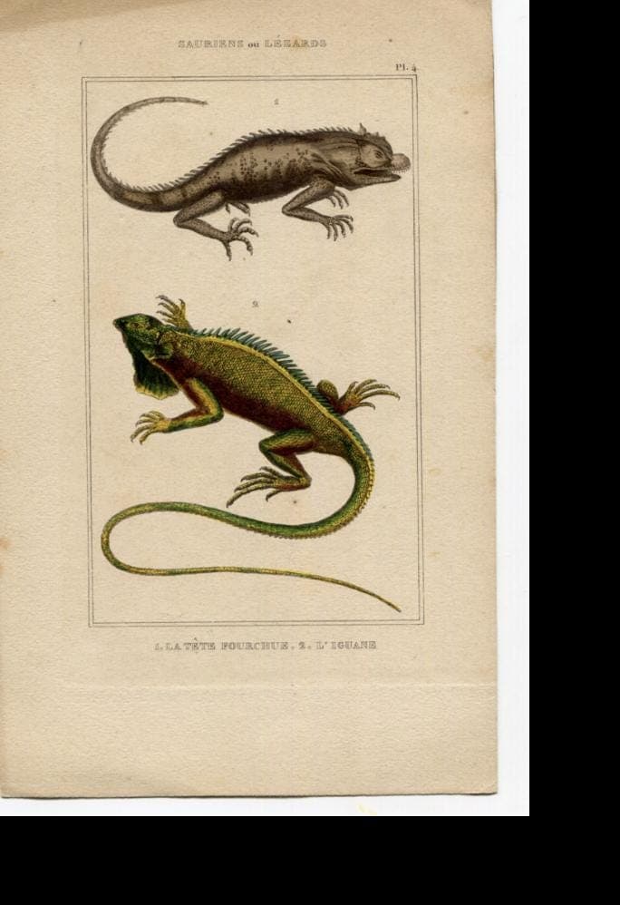 Antique Natural History Print - Lizards & Iguana Illustration image 4