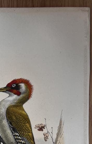 Vintage Ornithological Illustration by Edouard TRAVIES (1809-1869) Pic Vert image 9