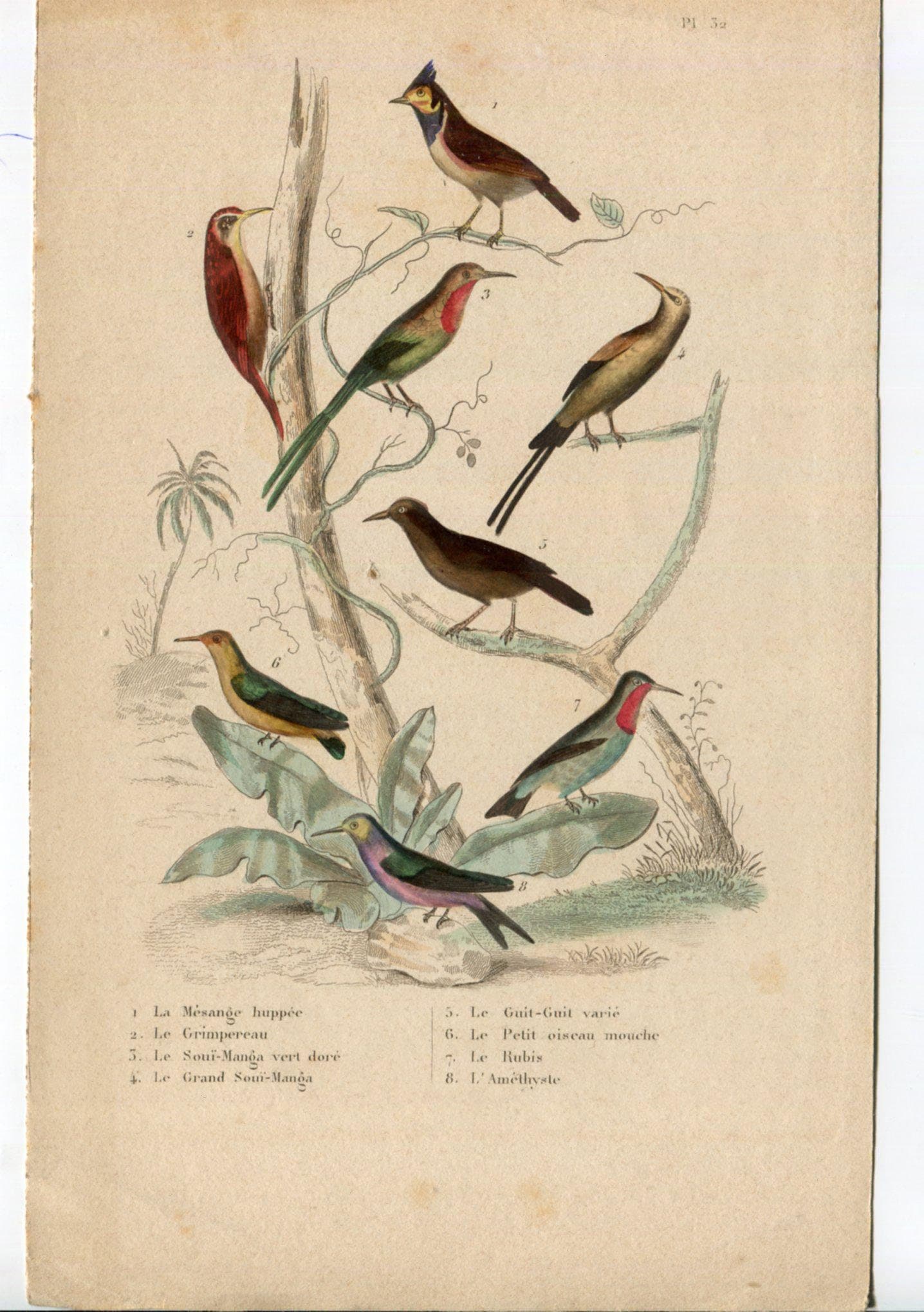 Antique Bird Illustration - Vibrant Species Artwork image 1