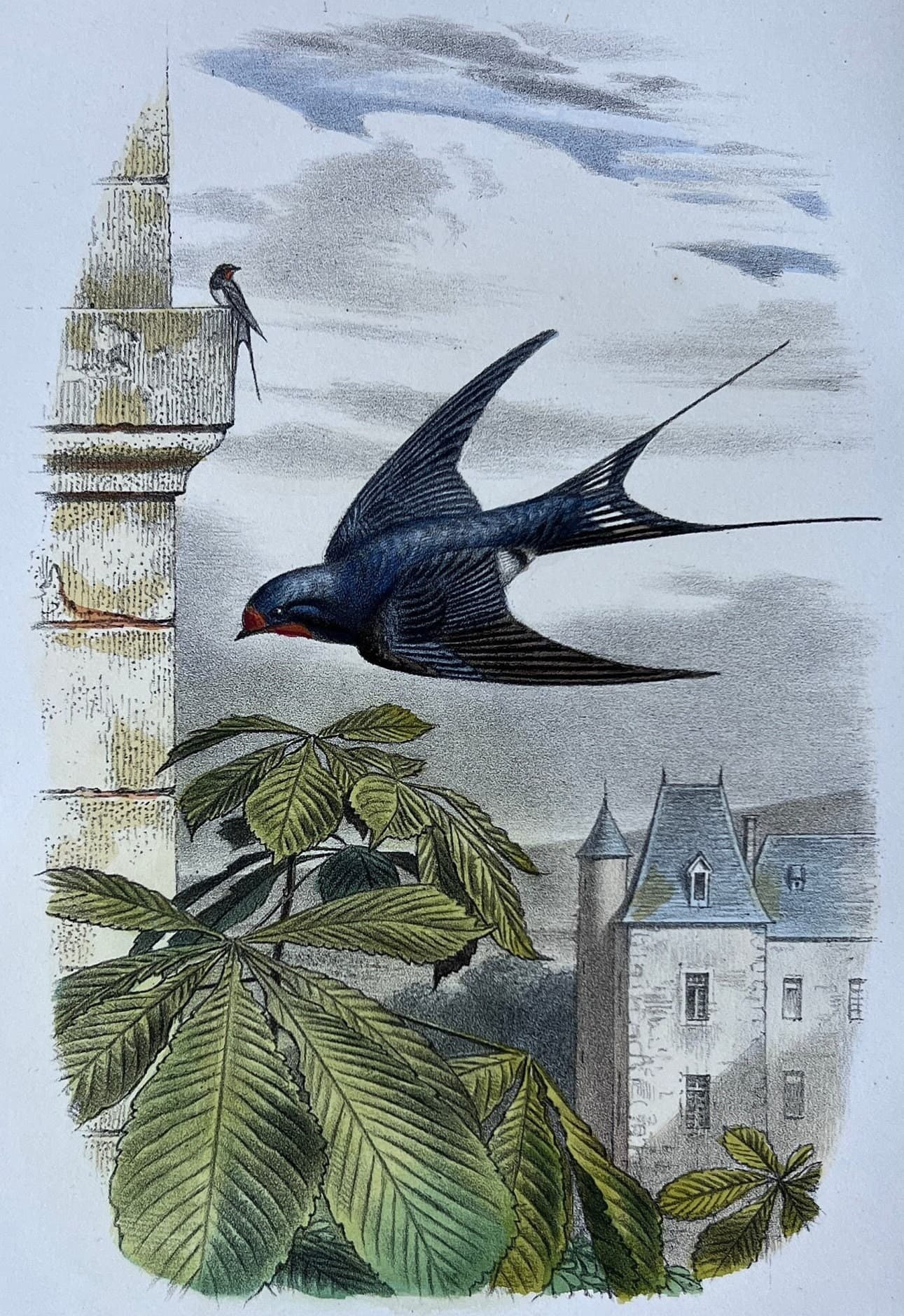 Antique Bird Illustration - "L'Hirondelle de Cheminée" 19th Century French image 1