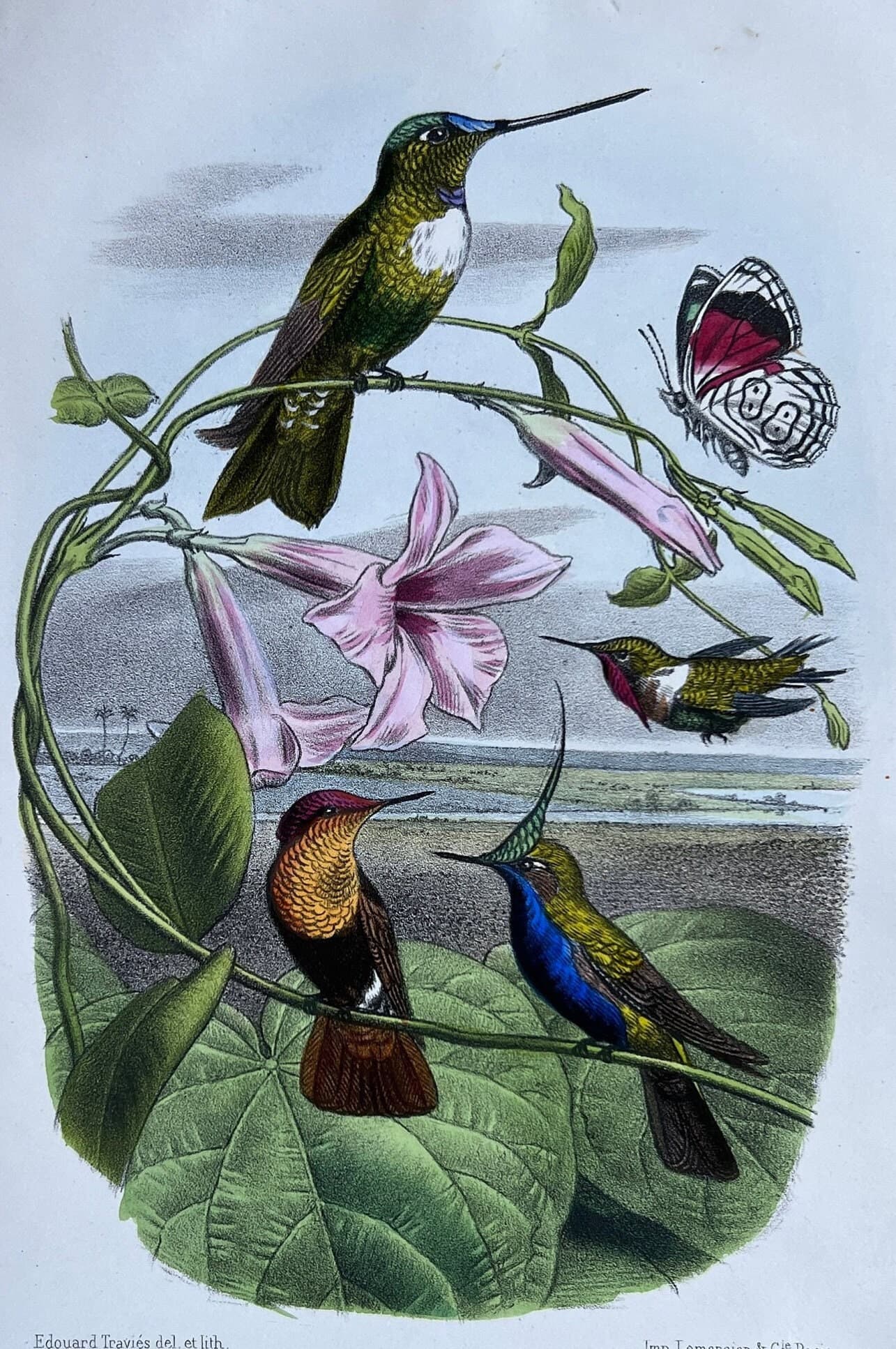Antique Hummingbird Print - 19th Century Natural History Illustration by Edouard image 1