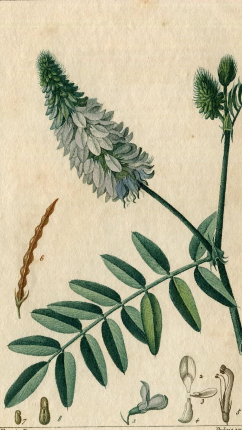 Antique Botanical Print - 19th Century Hand-Colored Wildflower Lithograph - image 1