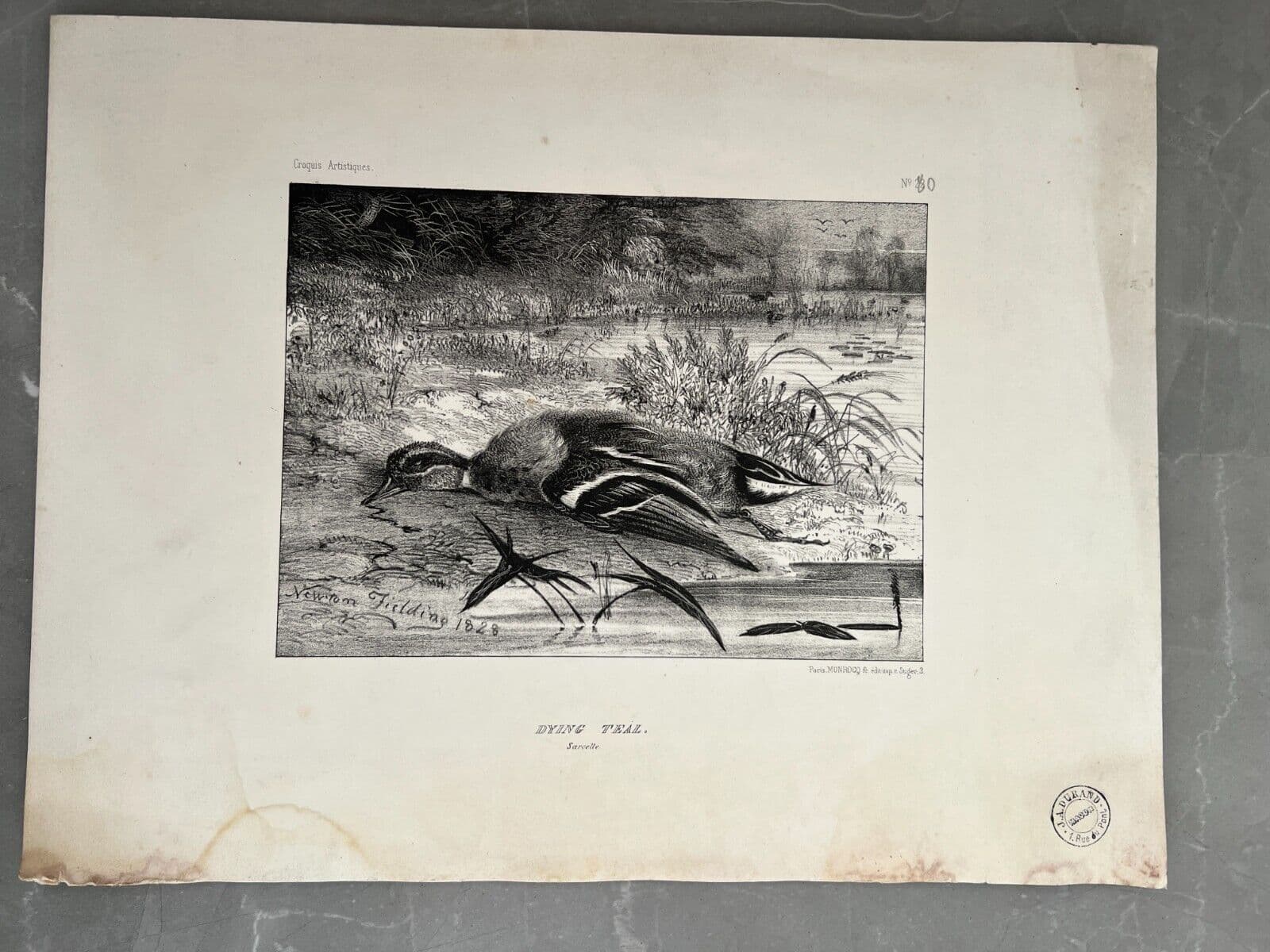Antique Etching Original Newton FIELDING (1799-1856) Teal, Animal Bird, Duck image 2