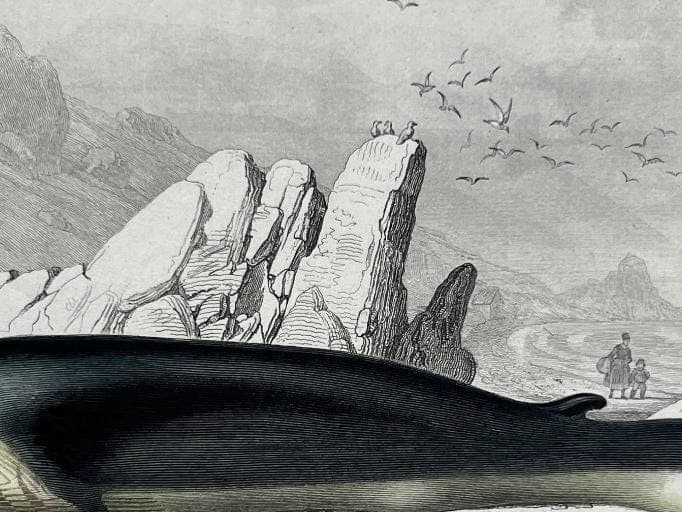 Antique Blue Whale Natural History Print by Edouard TRAVIES (1809-1869) image 6