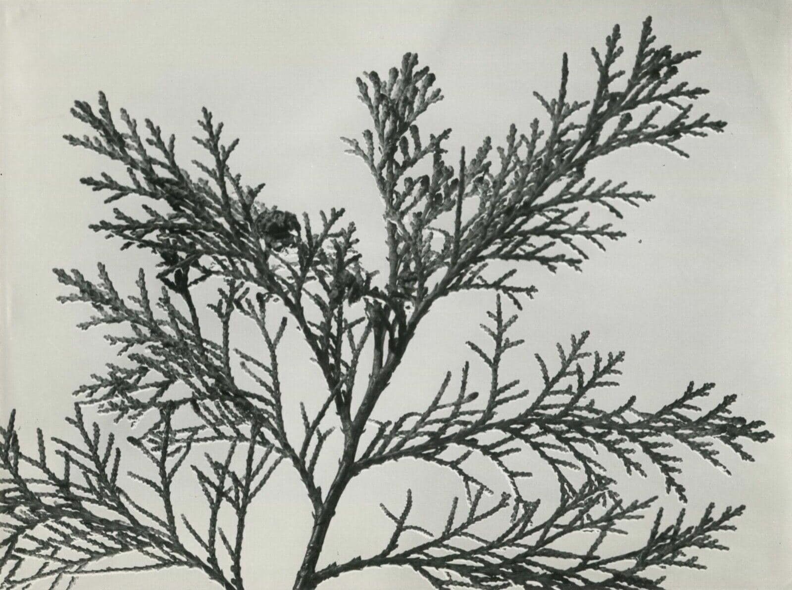 Vintage Photographs Pierre AURADON - Cedrus Leaf Study, Flowers c. 1940 image 1