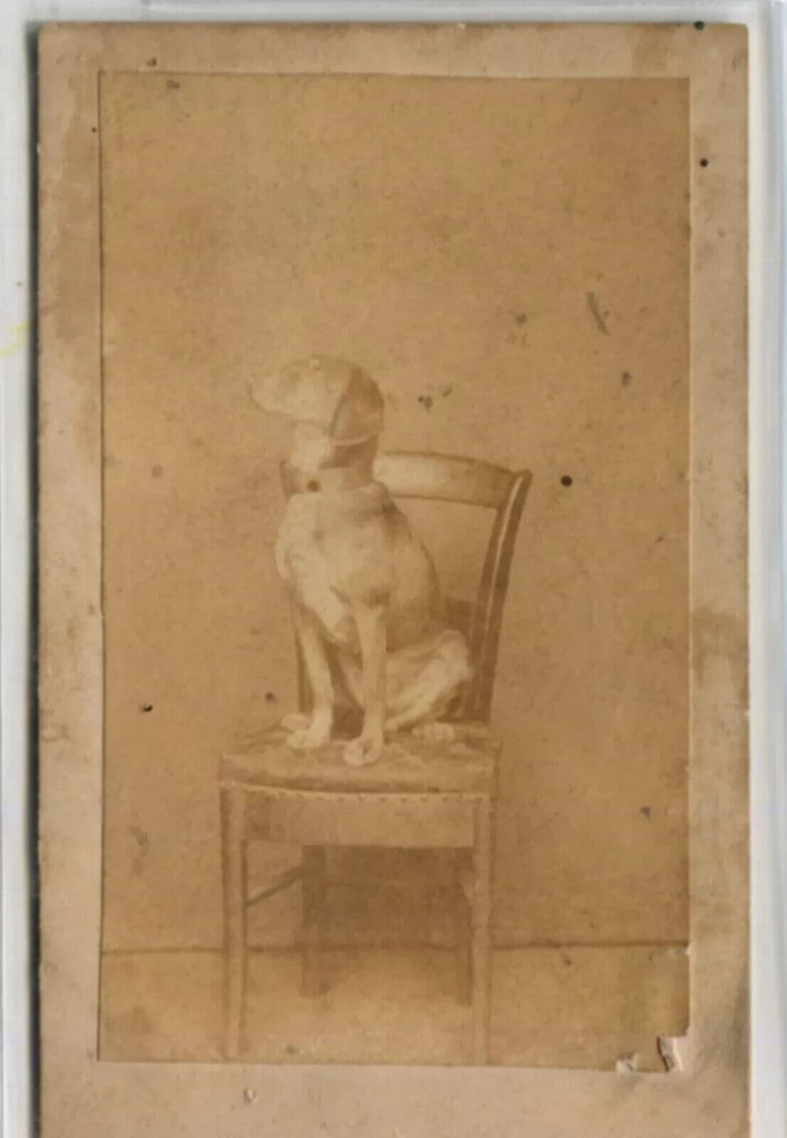 Antique CDV Photographs Dog Portrait on a Chair Figuet image 4