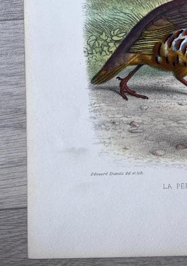 Vintage Illustration of the Red Partridge (La Perdrix Rouge) by Edouard TRAVIES image 8
