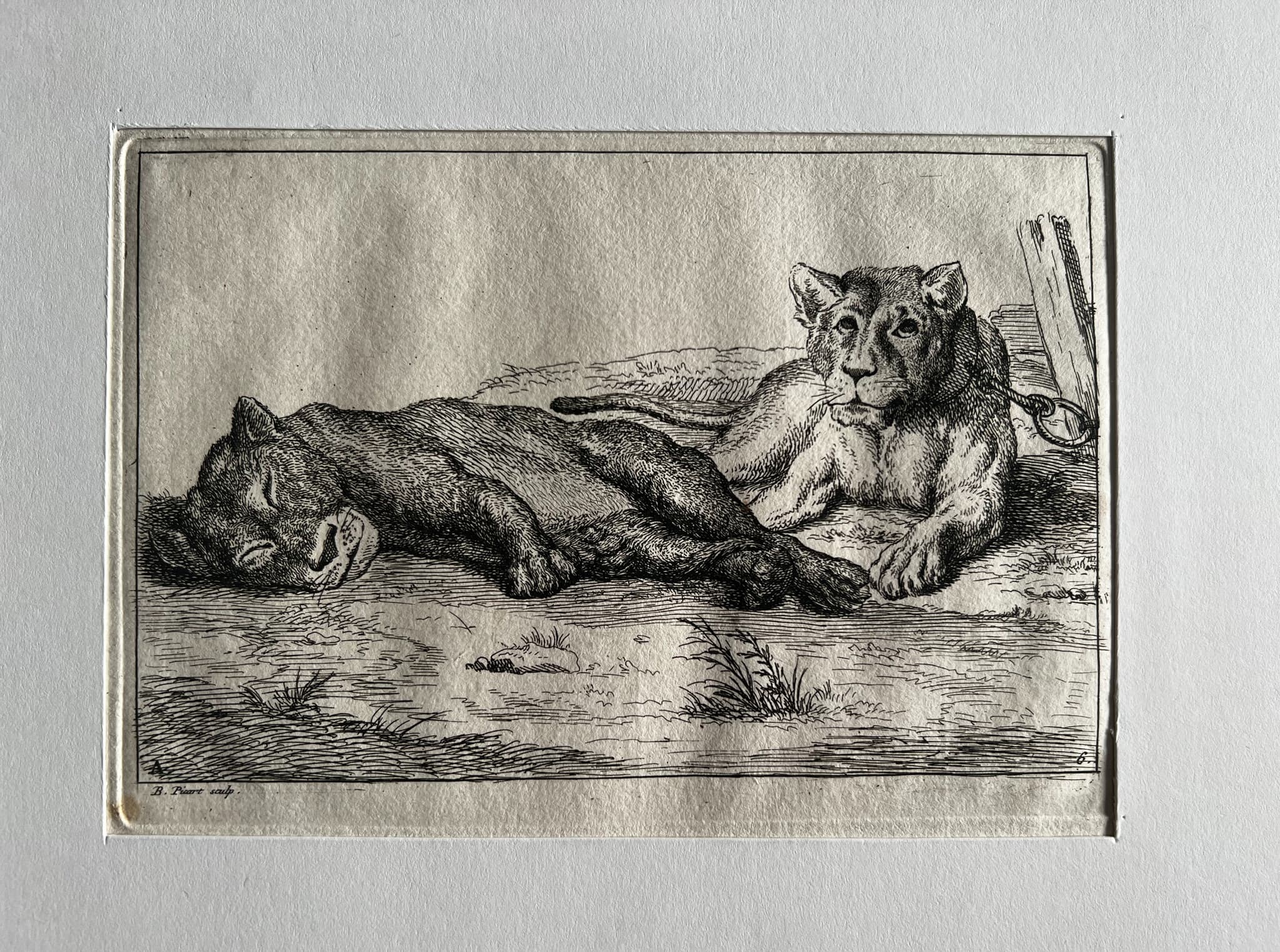 Bernard Picart (1673-1733) Lions Etching image 2