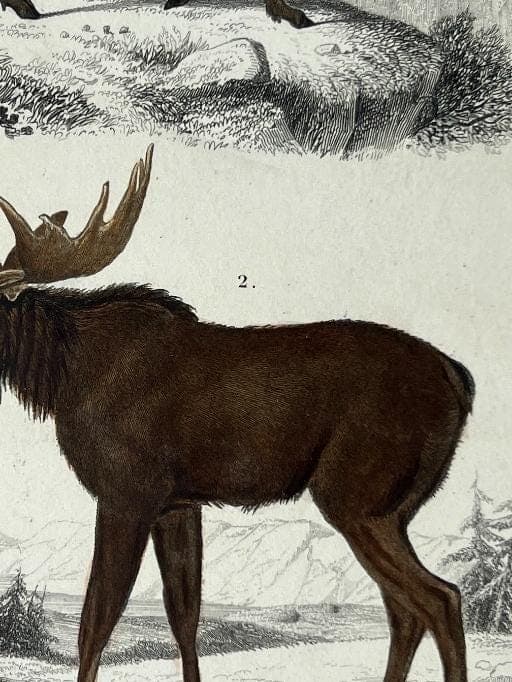 Vintage Deer Illustration - 19th Century Natural History Art by Edouard TRAVIES image 6