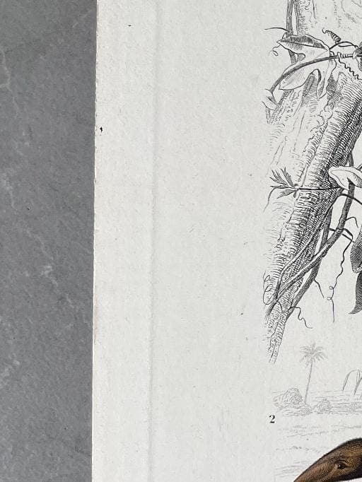 Antique Didelphis Marsupialis & Virginiana Natural History Illustration by image 5