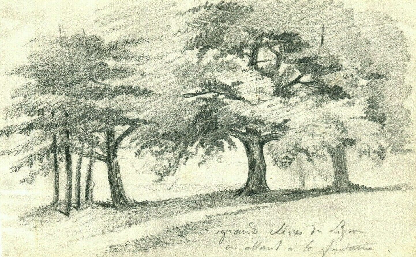 Antique Pencil Drawing Grand Oak Tree of Lignon, Nature, Forest Artwork image 1